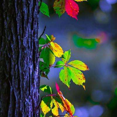 500购彩登录大厅